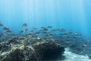 رشته اقیانوس شناسی و شرایط تحصیلی| مشاوره تحصیلی آکو